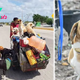 NN.With unwavering determination, a compassionate man pedals his tricycle through the bustling streets, tirelessly committed to his noble mission of rescuing 14 homeless dogs, offering them renewed hope and paving the way for a brighter future.