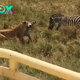 Maternal Triumph: Baby Zebra Saved as Lion’s Attack Ends with a Kick to the Face from Its Protective Mom