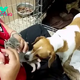 QT Canine Rescues Kitten From Shelter Staff and Brings Him to Her Home Run Pen