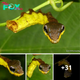 When Threatened, This Caterpillar Takes On the Appearance of a Venomous Snake