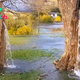B83.Astonishing Sight: The 150-Year-Old Tree That Constantly Gushes Water