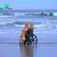 nht.For ten years, Foxy, a devoted dog, pushed his owner’s wheelchair along the coast, fulfilling his dream of seeing the sea.