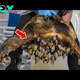 .Heroic Rescue: Elderly Turtle Saved from Mysterious Creature Attached to Its Shell..D