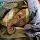 dung..Unbreakable Bond: Orphaned Baby Elephant and Dedicated Caretaker’s Tale of Compassion..D