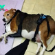 SO.Portly Pup: Overweight Beagle Found in a State of Immobile Overindulgence.SO