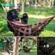Rescued Bear With 3 Legs Hangs Out In Hammock At The Same Time Every Single Day