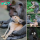Monkey Takes In And Cares For Kitten As If It’s Her Very Own