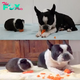 Guinea Pig Thinks Identical Dog Is Her Twin, Loves Sharing Her Carrots With Him