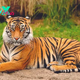 Roaring Majesty: The Captivating World of Tigers H13