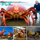 Up Close with the World’s Largest Crab and Its Monumental Dimensions