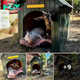 Rescue Pig Loves Lounging In His ‘Pig Cave’ With An Unlikely Best Friend