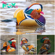Discover the Magnificent Mandarin Duck, the World’s Most Beautiful Bird