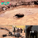 5-Day-Old Baby Elephant Falls Into Deep Mud Pond, Mama Elephant Cries For Help