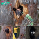 She Heard Crying Through The Night, And It Led Her To Bear Cubs Stuck In A Tree