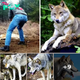 Man Saves A Dying Wolf And Her Cubs, Years Later The Wolf Returns The Favor