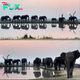Enchanting Sunset Elephant Walk in South Africa: A Magical Encounter