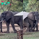 Table for one? Hilarious moment huge elephant decides to take a seat at a café – before marching off