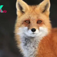 Exploring the Enigmatic World of Foxes: Adaptations, Behavior, and Conservation Efforts H14