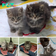 SOT.Two kittens from the street begin their happy new journey on cozy laps..SOT
