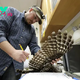 U.S. Officials Plan to Kill Thousands of Owl Species to Save Another From Extinction