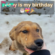 Lost in the Winter Chill: A Lonely Birthday Turns into a Heartwarming Reunion and a Loving Home.hanh