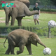 It’s Mara-Donna! Hilarious pictures shows two-year-old elephant wowing crowds with her football skills before Euro
