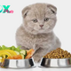 Feeding your feline: A guide to cat nutrition H14