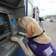 NN.The dog’s remarkable intelligence not only earns trust and admiration but also tugs at heartstrings as it helps elderly individuals at ATMs, embodying a touching combination of loyalty and capability that deeply resonates with people around the globe.