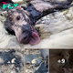 Watch the heroic moment a dog trapped in toxic molten rubber is rescued