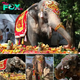 Mo Mo’s grand 69th birthday party: Fruit-filled celebration at Yangon Zoo