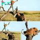 Incredible Serengeti Showdown: Lioness Chased Up a Tree by Furious Elephant!