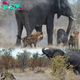 Brave Elephant Defends Calf from Hyenas in Dramatic Bush Battle