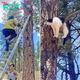 Cat Stuck in Strange Position in Tree at Grand Canyon National Park Reunited with Owner