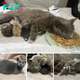 SOT.From Lost to Motherhood: Cat Finds Comfort and Welcomes Kittens in New Home.SOT