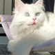 SOT.The Captivating Allure of Blue-Eyed Cats with Adorable Pink Noses.SOT