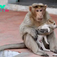 nht.It is heartwarming when the 15-year-old Monkey King adopts an abandoned puppy, protecting him from other aggressive dogs and surprising millions of people.