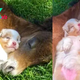 SO.A Heartwarming Nap: A Puppy and Foal’s Unbreakable Bond of Friendship!.SO