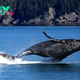 Whales: Majestic Giants of the Ocean