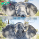 Never mind a dip, I fancy a sip: Thirsty baby elephant has a refreshing drink from SWIMMING POOL in South African bush