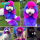 I spend hundreds of dollars a year dyeing my dog pink