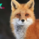 Exploring the Enigmatic World of Foxes: Adaptability, Intelligence, and Cultural Significance H14