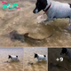 Brave dog and baby shark spotted splashing together in adorable video