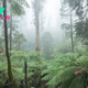 Rainforest of super trees descended from lost supercontinent Gondwana being created in Australia