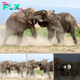 Epic Elephant Battle for Dominance at Amboseli National Park Captured in Stunning Photos