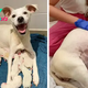 SA.An abandoned mother dog, taken to a shelter while 9 weeks pregnant, gives birth to 14 adorable puppies, showcasing a heartwarming story of hope and new beginnings.SA