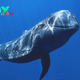 Whales: Giants of the Ocean H15