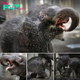 Baby Elephant Enjoys Cool Showers at Melbourne Zoo Amid Summer Heat