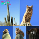 Lord Of The Cactus Looks Down On You From His Spiny Tower