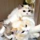 SOT.The Inspiring Bond of Three Beautiful Cats.SOT