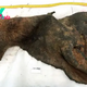 52,000-year-old scrap of woolly mammoth skin reveals 3D shape of its DNA for 1st time ever